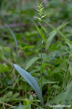 Plant form